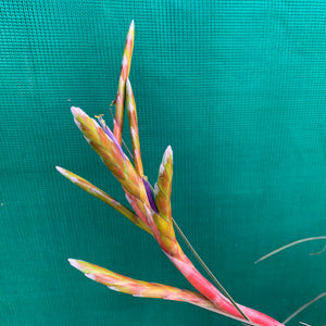 Tillandsia - aff. botterii ex PT NEW
