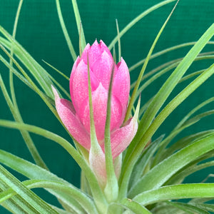 Tillandsia - stricta