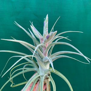 Tillandsia - Ehlersiana x Streptophylla (Nat. Hybrid) ex. BRT