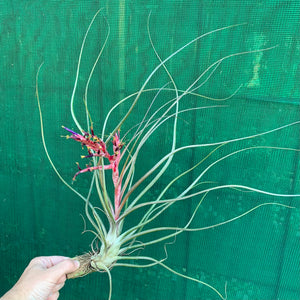 Tillandsia - Crackerjack ex. BG