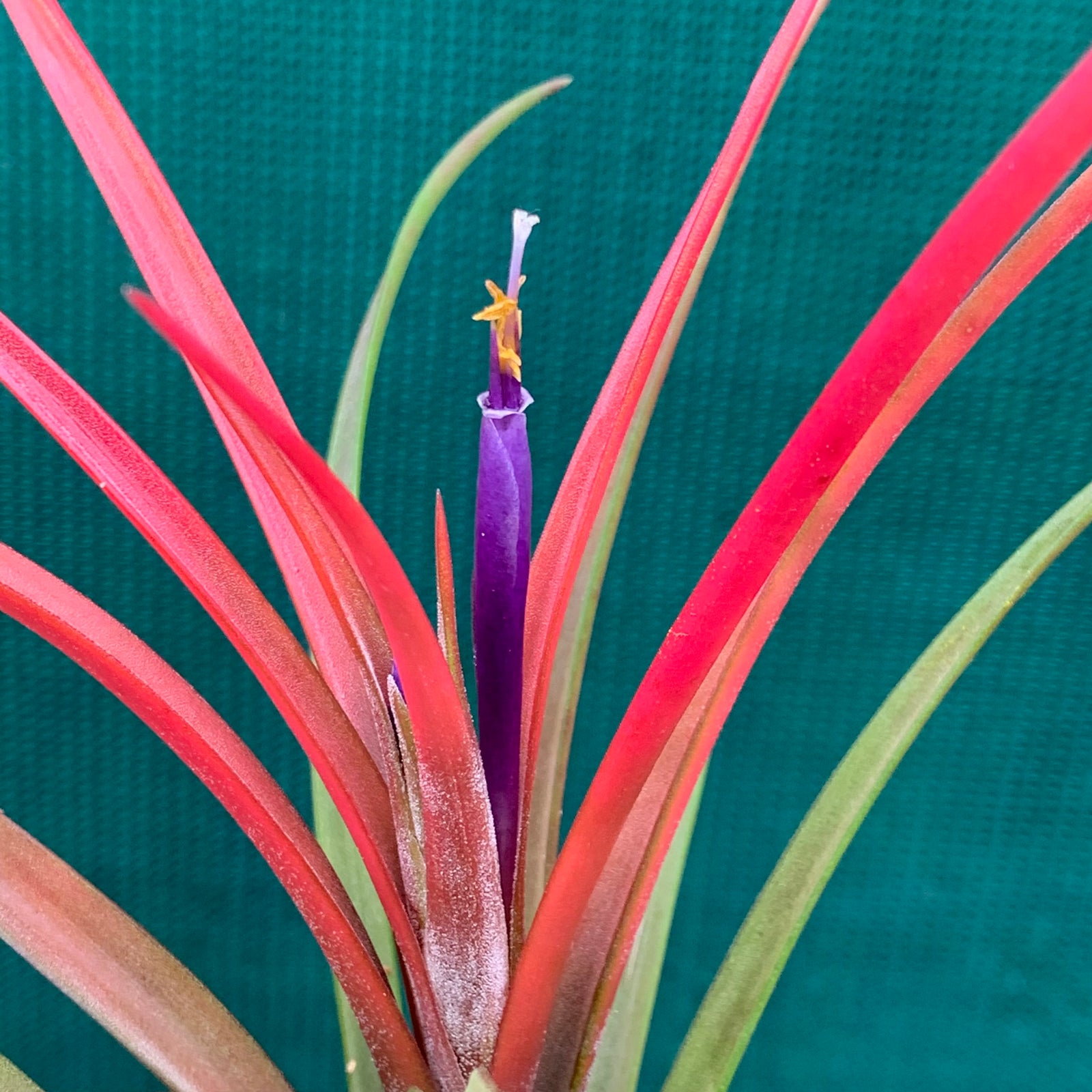 Tillandsia - temescal ex. PT