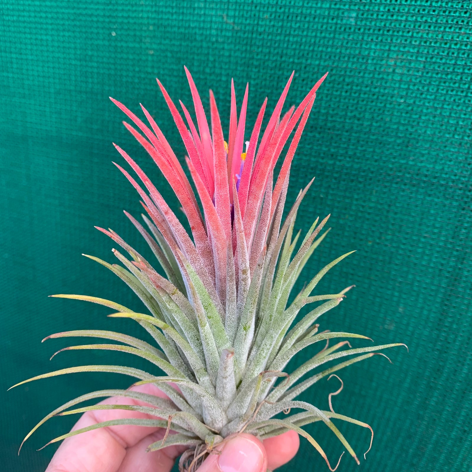 Tillandsia - ionantha 'Pink Beauty'