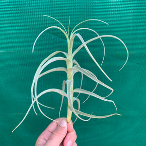 Tillandsia - Paleacea ‘Large Form’ ex. KK