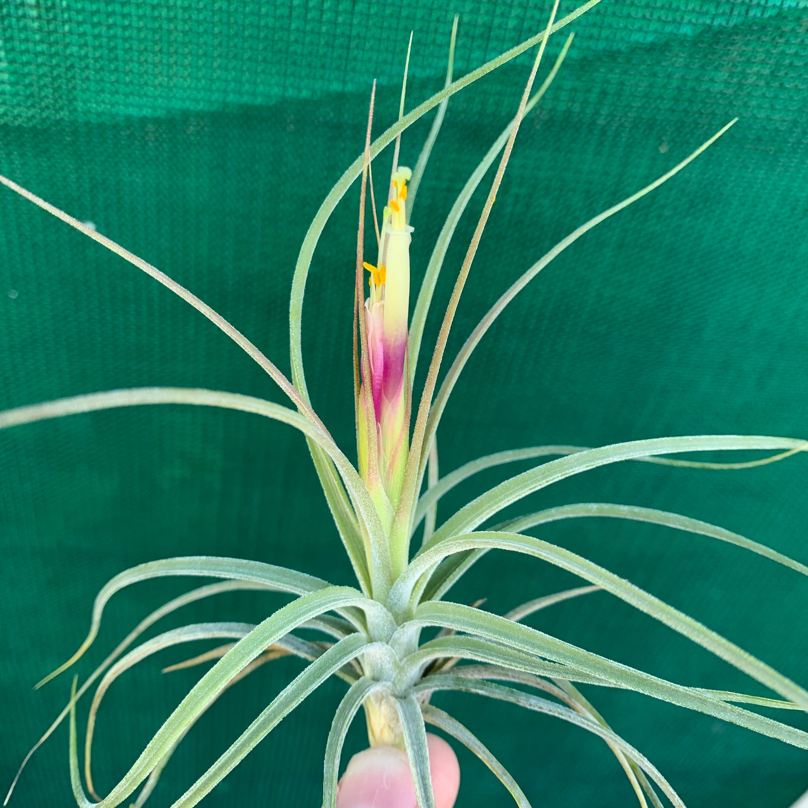 Tillandsia - x rectifolia