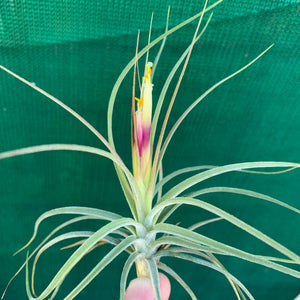 Tillandsia - x rectifolia