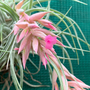 Tillandsia - Pink Sugar ex. DD