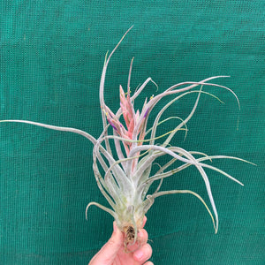 Tillandsia - Ty