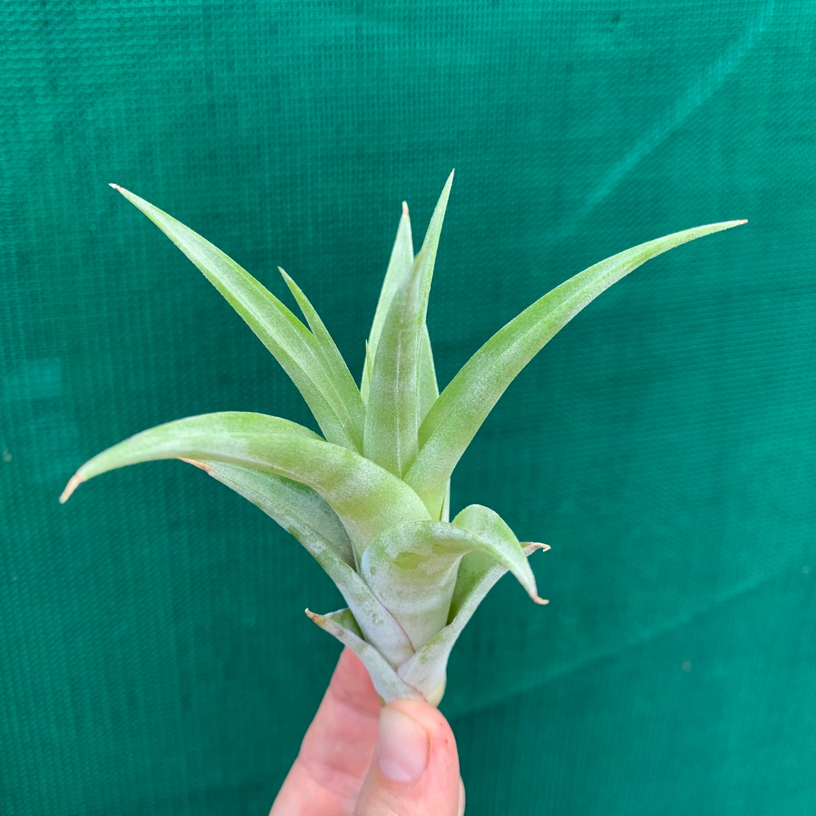 Tillandsia - flexuosa 'Vivipara' ex. CC
