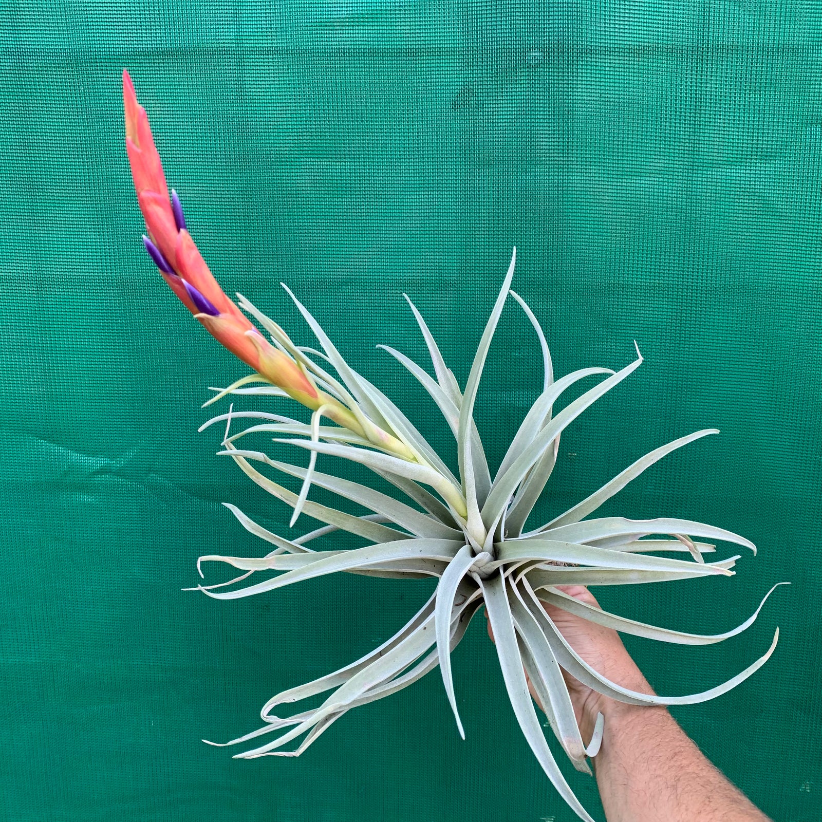 Tillandsia - harrisii