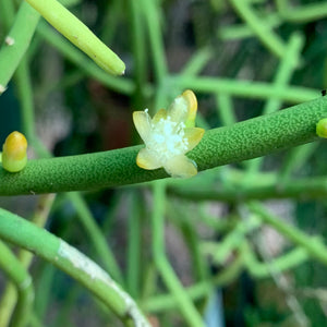 Rhipsalis Grandiflora - R10