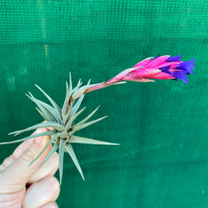 Tillandsia - aeranthos Small Purple ex. Germany