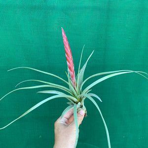 Tillandsia - Majestic ex. RFI