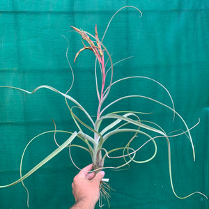 Tillandsia - Fantasy