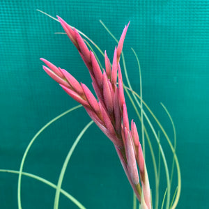 Tillandsia - Holm’s Verlesglo ex. PT
