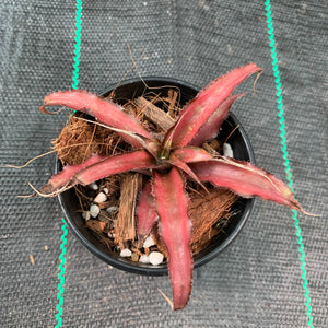 Cryptanthus - Corrine
