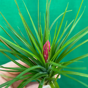 Tillandsia - Repton ex. PT