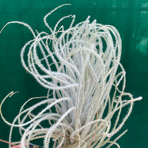 Tillandsia - Tectorum ‘Enano’