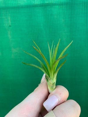 Tillandsia - Repton ex. PT