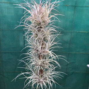 Tillandsia - Pringlei (Wholesale)