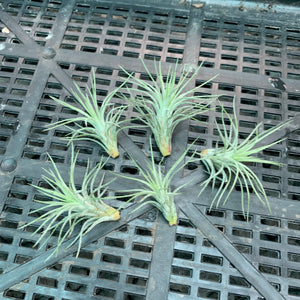 Tillandsia - funckiana ‘APD012’ ex CC