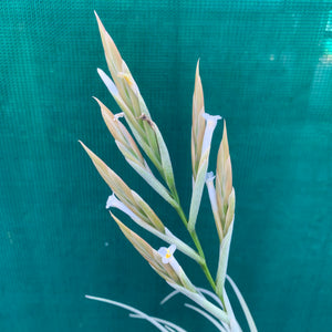 Tillandsia - lorentziana