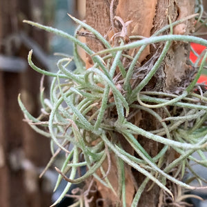 Tillandsia - recurvata