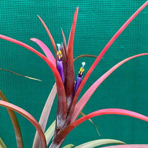 Tillandsia - Temescal ex. JO