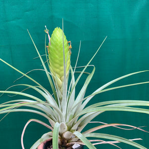 Tillandsia - jaliscomonticola