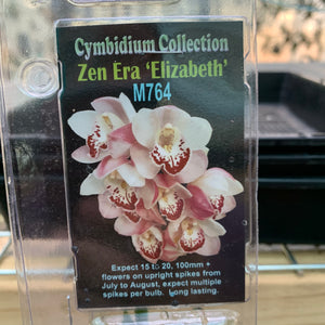 Orchid - Cymbidium Collection ‘Zen Era Elizabeth’