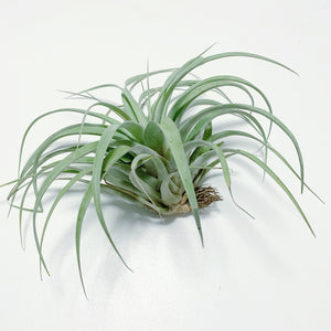 Tillandsia - Betty