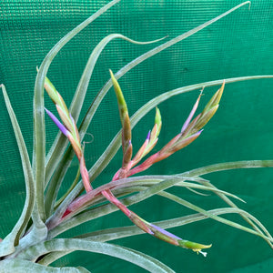 Tillandsia - Jerrang ex. PB