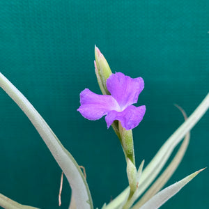 Tillandsia - Streptocarpa ‘Chicitos Sukk Grun’ (Fragrant)