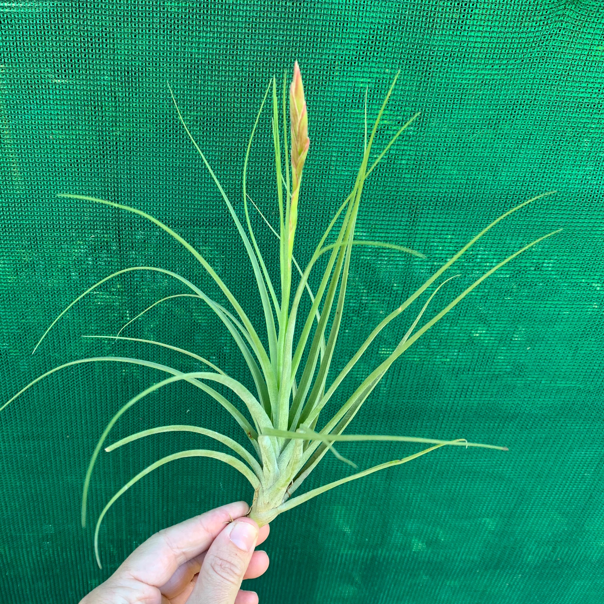 moonlight air plant Tillandsia - flavoviolacia ex. CC