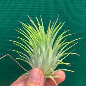 Tillandsia - ionantha ‘Ron’ (Asian Form)