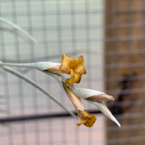 Tillandsia - caliginosa (Fragrant)