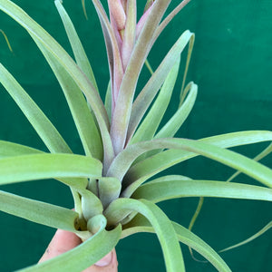 Tillandsia - concolor x streptophylla ? RFI NEW