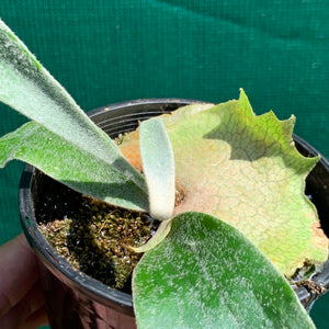 Platycerium - Vietchii Sunrays