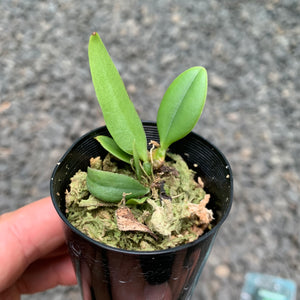 Orchid - Bulbophyllum treschii