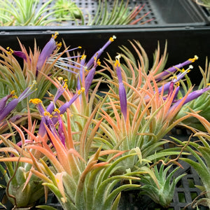 Tillandsia - ionantha ‘Tall Orange’ ex. BD