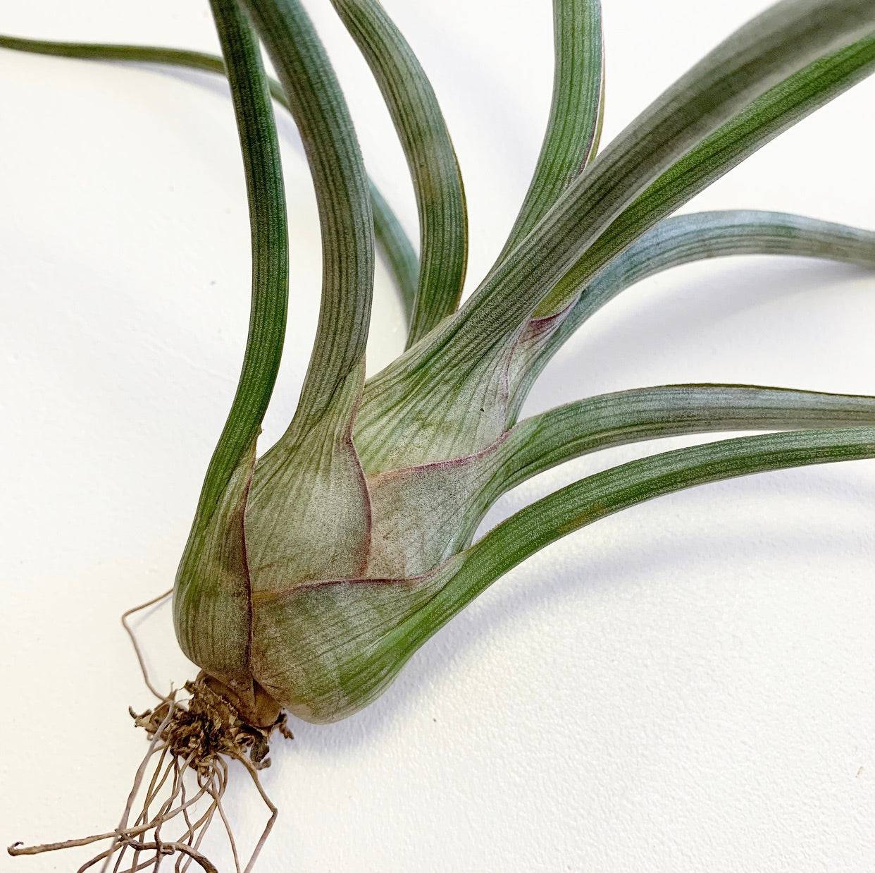 Tillandsia - pseudobaileyi