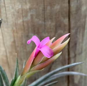 Tillandsia - argentina