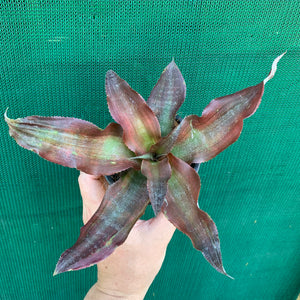 Cryptanthus - Kakadu