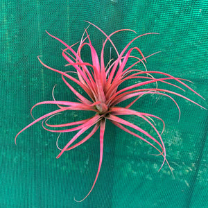 Tillandsia - Leopard