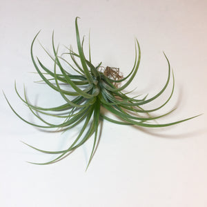 Tillandsia - stricta 'Bak' ex. CC