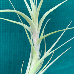 Tillandsia - Chartacea