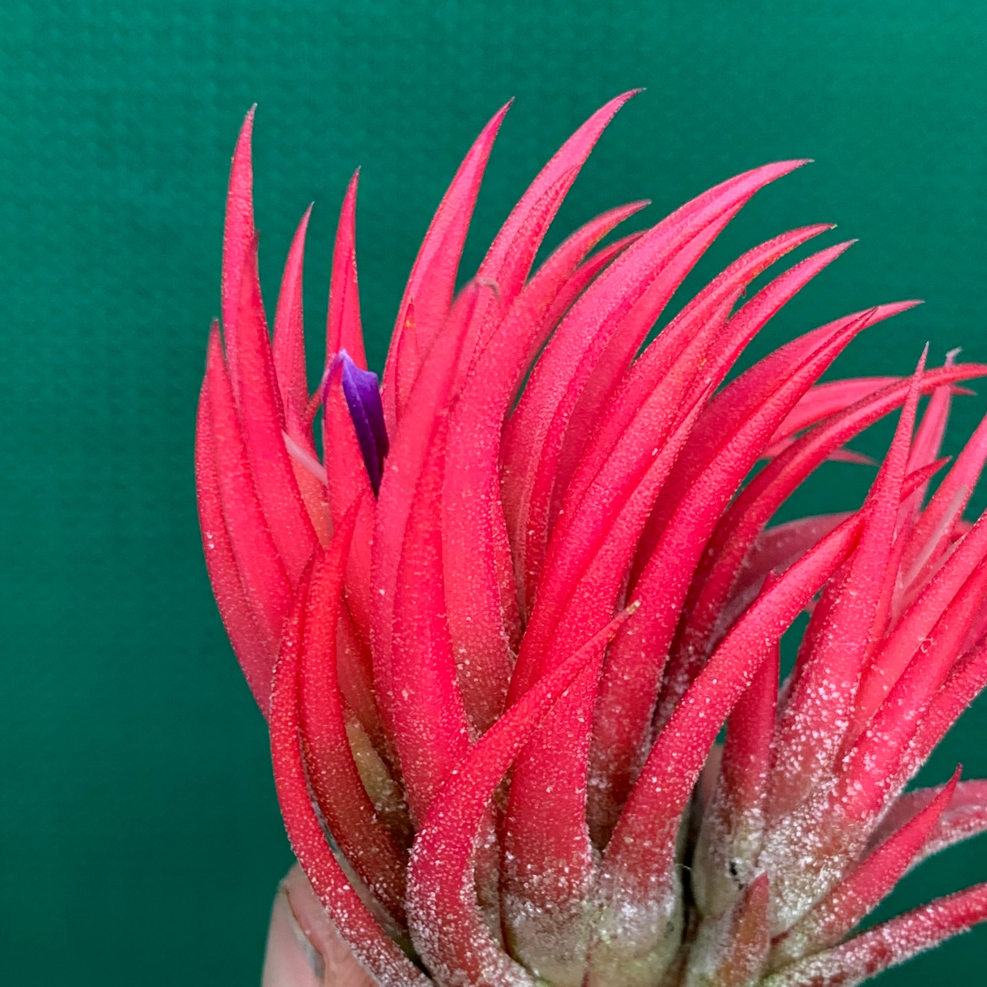 Tillandsia - ionantha 'Fuego' ex. RFI