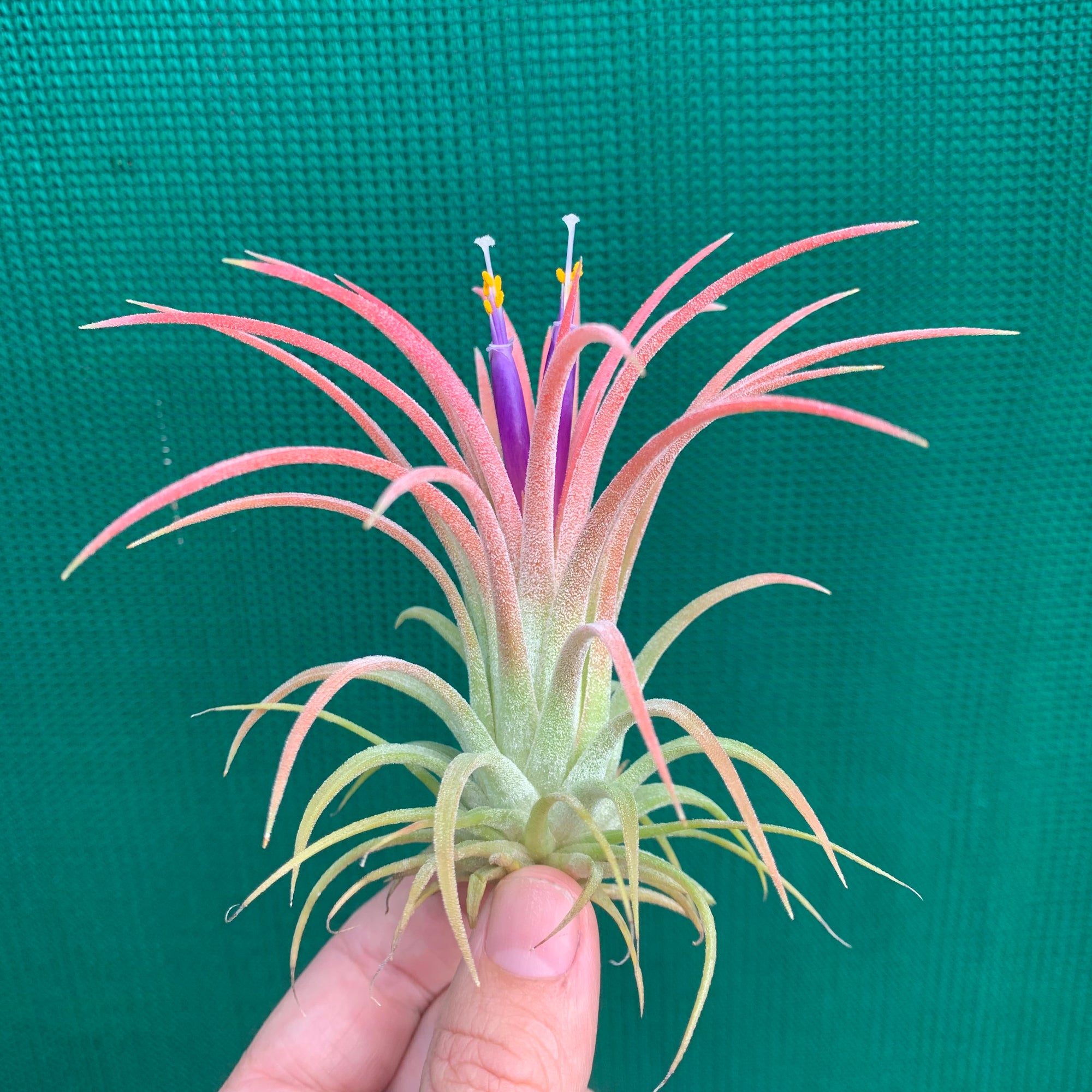 rubra air plant Tillandsia - ionantha 'Rubra' ex. CV