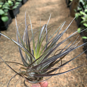 Tillandsia - stricta 'Red'