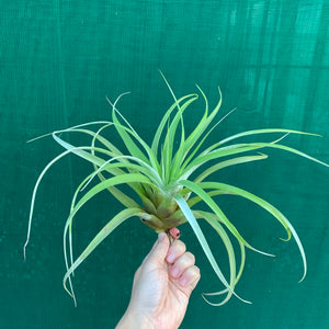 Tillandsia - Betty