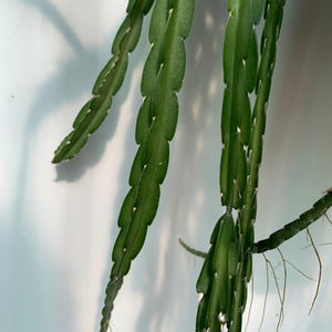 Lepismium Cruciforme Pink - R40